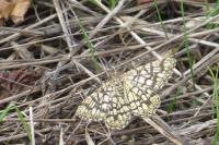 Chiasmia clathrata