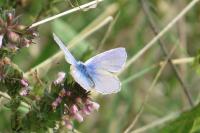 Polyommatus icarus