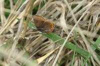 Aricia agestis