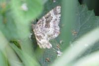 Ligdia adustata