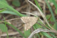 Loxostege sticticalis