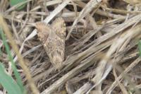 Nomophila noctuella