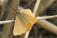Lythria