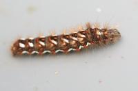 Acronicta rumicis