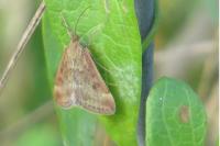 Pyrausta despicata
