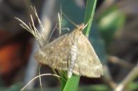 Pyrausta despicata
