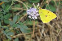 Colias crocea