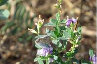 Polyommatus icarus