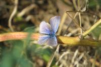 Polyommatus icarus