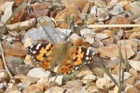 Vanessa cardui