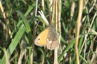 Coenonympha pamphilus