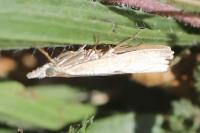 Agriphila geniculea