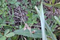 Camptogramma bilineata