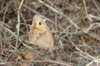 Maniola jurtina