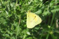 Colias crocea