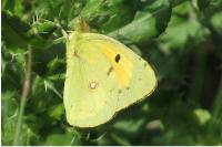 Colias crocea