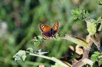 Lycaena phlaeas