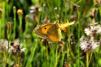 Colias crocea