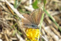 Polyommatus icarus