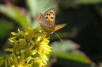 Lycaena phlaeas