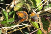Lycaena phlaeas