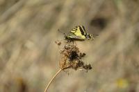 Papilio machaon