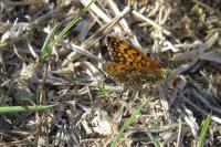 Melitaea cinxia
