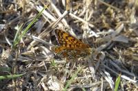 Melitaea cinxia