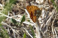 Issoria lathonia