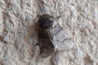 Thaumetopoea processionea