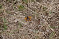 Lycaena phlaeas