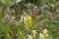 Colias crocea
