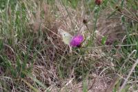 Pieris rapae
