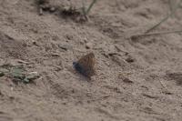 Lysandra bellargus