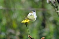 Pieris rapae