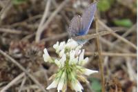 Polyommatus icarus