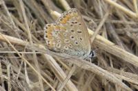 Polyommatus icarus