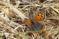 Lycaena phlaeas