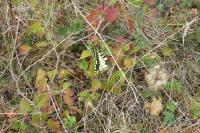 Papilio machaon