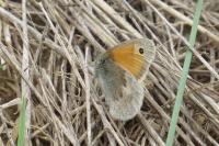 Coenonympha pamphilus