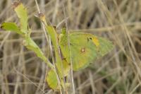 Colias crocea