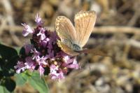Polyommatus icarus