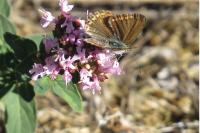 Polyommatus icarus