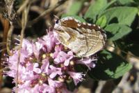 Cacyreus marshalli