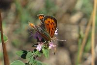 Lycaena phlaeas