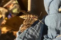 Agrius convolvuli
