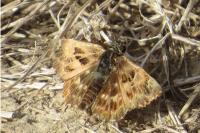 Carcharodus alceae