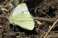 Pieris rapae