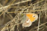 Coenonympha pamphilus