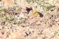 Argynnis paphia